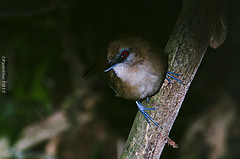 Pyriglena leucoptera