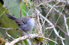 Rhopornis ardesiacus