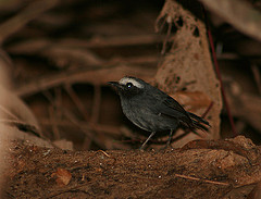 Myrmoborus leucophrys