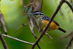 Hypocnemis flavescens