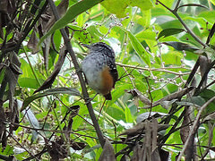 Hypocnemis peruviana