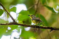 Hypocnemis hypoxantha