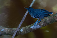 Hypocnemoides melanopogon