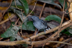 Hypocnemoides maculicauda