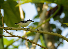 Myrmochanes hemileucus