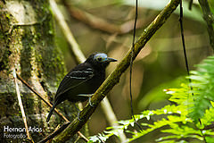 Gymnocichla nudiceps