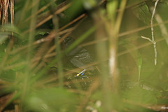 Percnostola arenarum