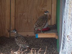 Lophophorus impejanus