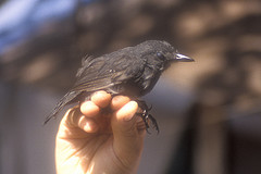 Schistocichla leucostigma