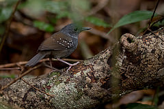 Schistocichla rufifacies