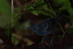 Schistocichla saturata