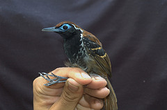 Myrmeciza ferruginea