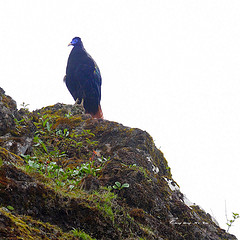 Lophophorus sclateri