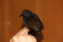 Myrmeciza laemosticta