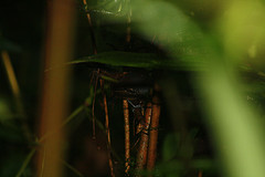 Myrmeciza nigricauda