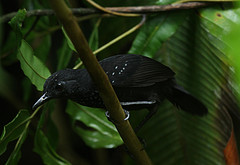 Myrmeciza berlepschi