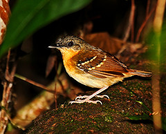 Myrmeciza hemimelaena