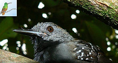 Myrmeciza atrothorax