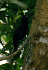 Myrmeciza melanoceps