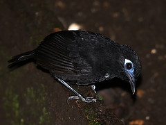 Myrmeciza immaculata