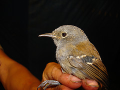 Myrmeciza griseiceps