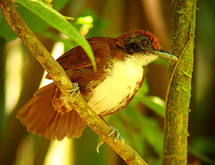 Gymnopithys leucaspis