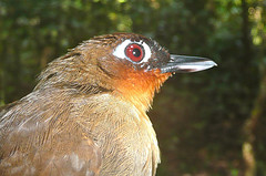 Gymnopithys rufigula