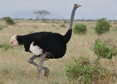 Struthio molybdophanes