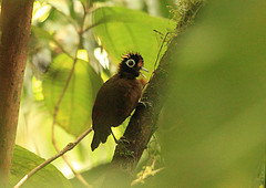 Rhegmatorhina melanosticta