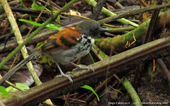 Hylophylax naevioides