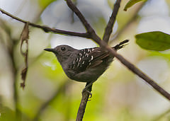 Willisornis poecilinotus