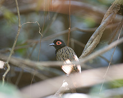 Phlegopsis nigromaculata