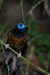 Phaenostictus mcleannani