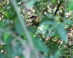 Formicarius moniliger