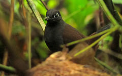 Formicarius nigricapillus