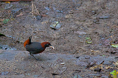 Formicarius rufipectus