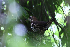 Chamaeza campanisona