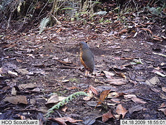 Grallaria squamigera