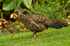 Lophura leucomelanos