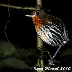 Grallaria dignissima