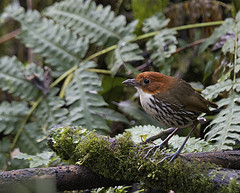 Grallaria ruficapilla