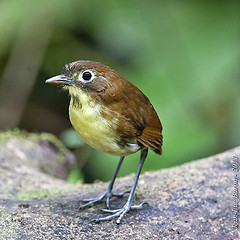 Grallaria flavotincta