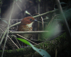 Grallaria erythroleuca