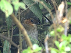 Grallaria erythrotis