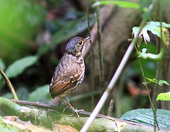 Hylopezus perspicillatus