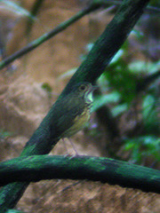 Hylopezus macularius