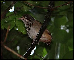 Hylopezus auricularis