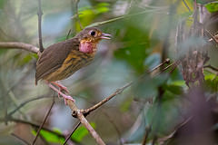 Hylopezus berlepschi