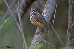 Hylopezus ochroleucus