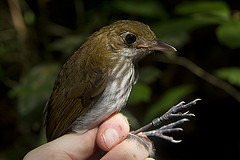 Myrmothera campanisona